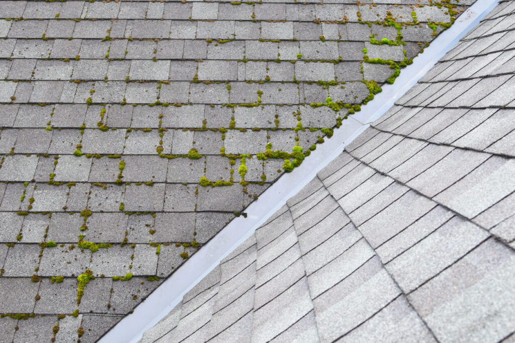 moss growing on roof